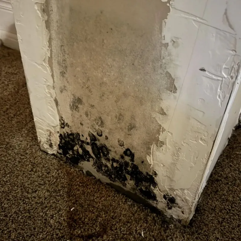 Professional Mold Removal in Orlando, FL